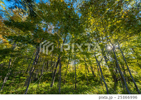 ボッケ阿寒湖自然探勝路 ボッケ阿寒湖自然探勝路 25866996