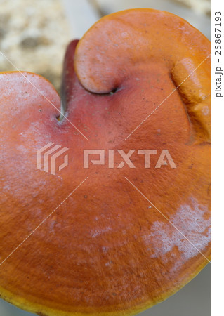 マンネンタケ 25867193