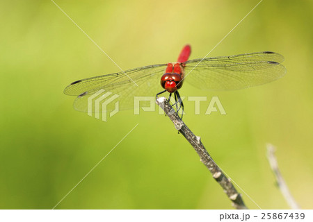 ナツアカネ 25867439