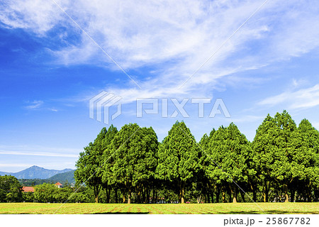 木 ツリー 樹 25867782