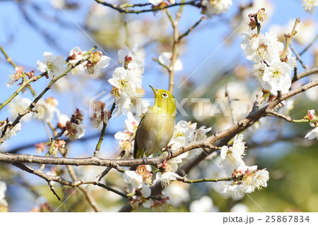 梅の花とメジロ 25867834
