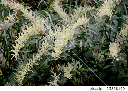 イタドリ 25868160