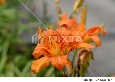 ヤブカンゾウ ヤブカンゾウ 25868167