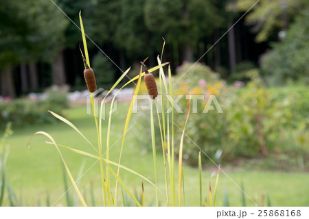 ガマの穂 ガマの穂 25868168