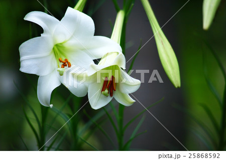 タカサゴユリの開花 25868592