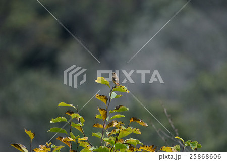 ジョウビタキ 25868606