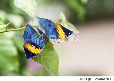 コノハチョウ 25868764