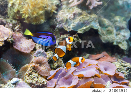 Three small aquarium fishes 25868915