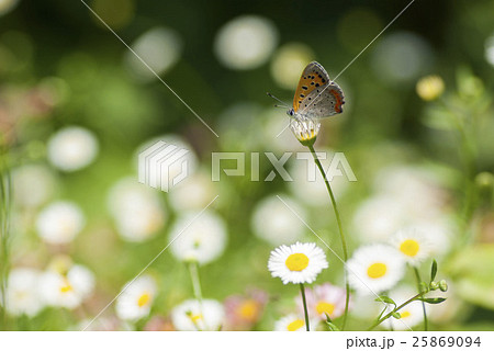 ベニシジミ ベニシジミ 25869094