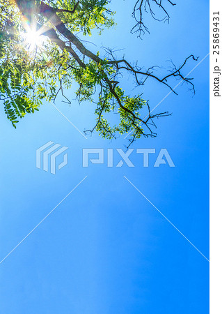 Tree branches on blue sky Tree branches on blue sky 25869431