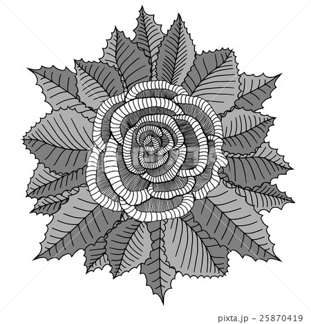 Hand drawn garden roses flower 25870419