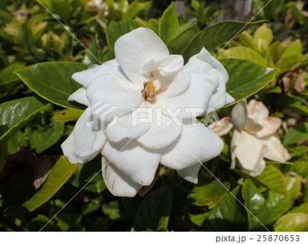 ヤエクチナシ 25870653