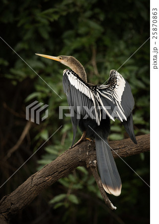 Anhinga perched on dead branch stretching wings Anhinga perched on dead branch stretching wings 25870863