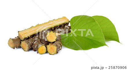 Tinospora cordifolia isolated on white background Tinospora cordifolia isolated on white background 25870906