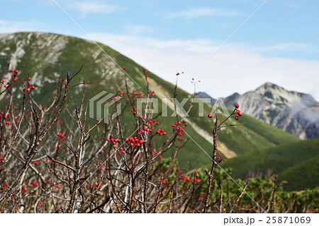 ナナカマドと双六岳 25871069