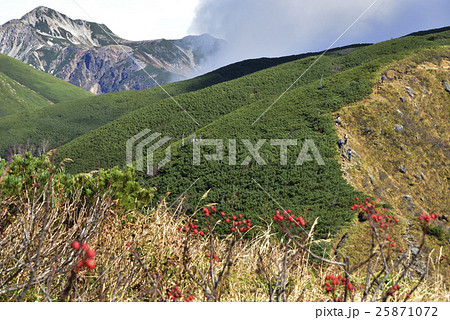 ナナカマドと鷲羽岳 25871072