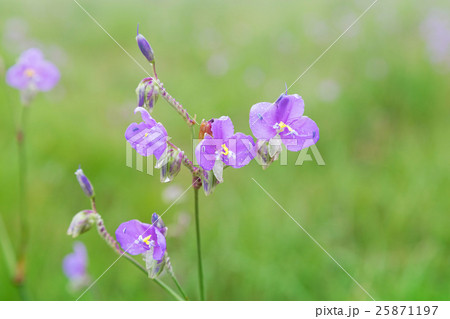 Crested Serpent sweet purple flowers 25871197
