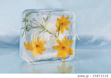 The composition of yellow flowers, frozen in ice. 25871519