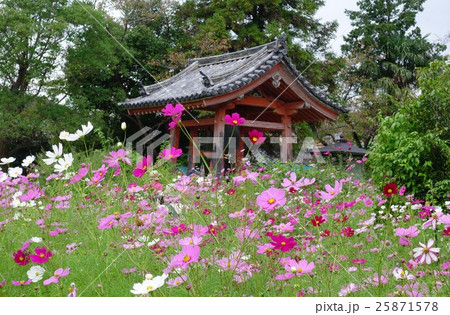 般若寺のコスモス 般若寺のコスモス 25871578