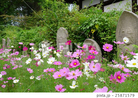 石仏とコスモス 25871579