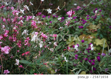 山下公園 山桃草 25871658