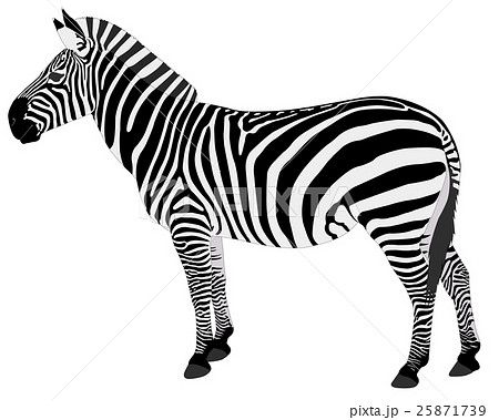detailed illustration of zebra 25871739