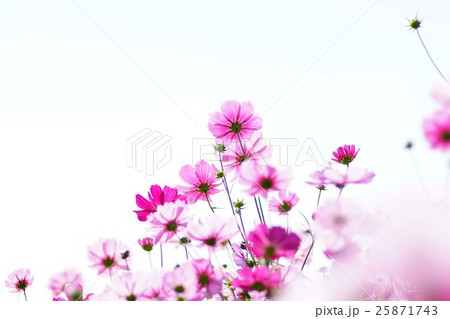 コスモスの花 25871743