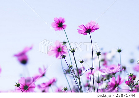 コスモスの花 25871744