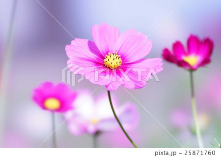 コスモスの花 25871760