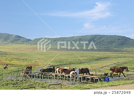 草千里の馬たち 25872049