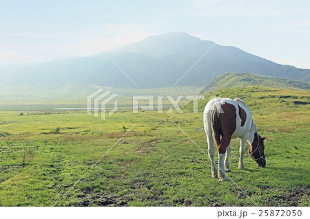 草千里ヶ浜　馬と烏帽子岳 25872050