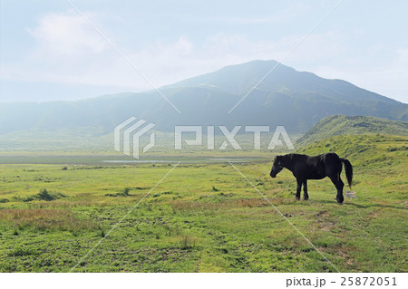 草千里ヶ浜 馬と烏帽子岳 草千里ヶ浜 馬と烏帽子岳 25872051