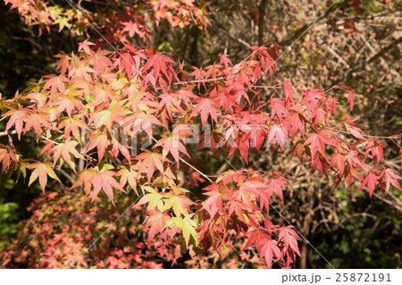 いろは紅葉 いろは紅葉 25872191