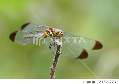 コノシメトンボ（メス） 25872723