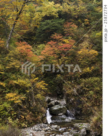 有峰林道の紅葉（富山県） 25872734