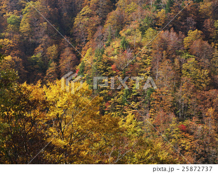 有峰林道の紅葉（富山県） 25872737