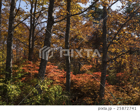 有峰林道の紅葉（富山県） 25872741