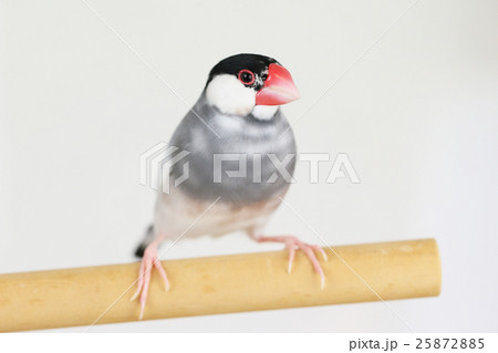 桜文鳥の雄 25872885