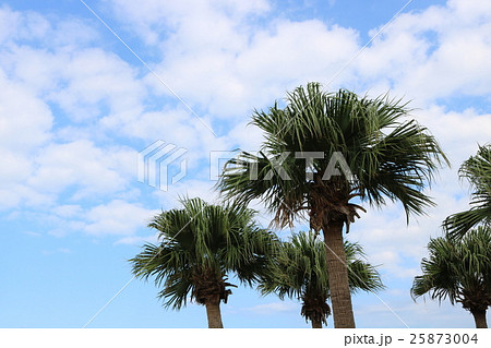 パームヤシ青空 25873004