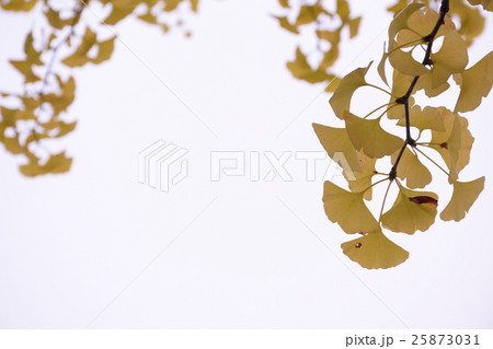 黄葉 - 銀杏 25873031