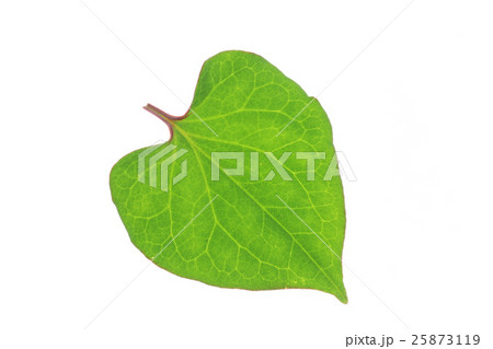 ドクダミの葉　-Houttuynia cordata- 25873119