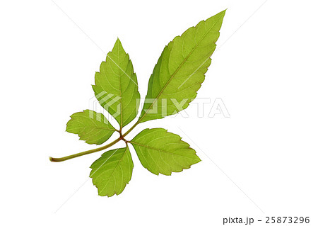 ヤブガラシの葉 25873296