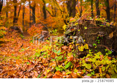 八甲田 雛岳 登山道入り口付近のブナ林の紅葉 八甲田 雛岳 登山道入り口付近のブナ林の紅葉 25874085