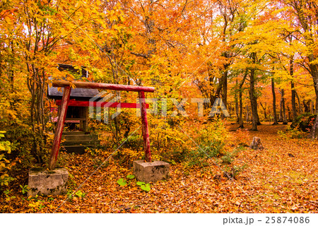 八甲田　雛岳　登山道入り口付近のブナ林の紅葉 25874086