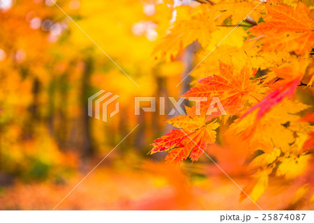 八甲田 雛岳 登山道入り口付近のブナ林の紅葉 八甲田 雛岳 登山道入り口付近のブナ林の紅葉 25874087