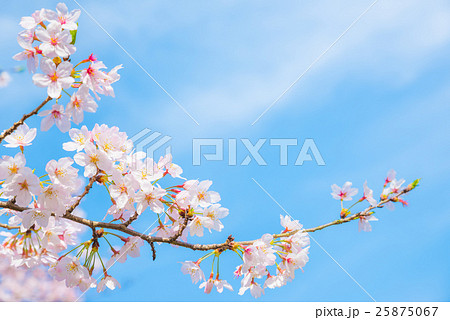 満開の桜と青空 春 背景素材 満開の桜と青空 春 背景素材 25875067