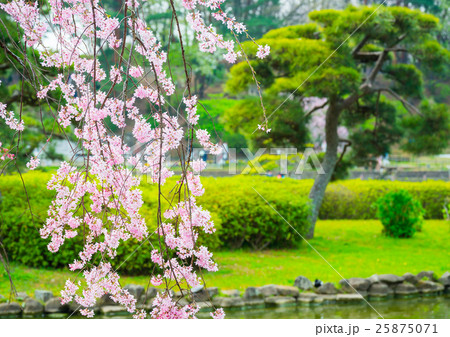 満開の枝垂桜 しだれ桜 春 （千葉県千葉市中央区千葉公園） 25875071