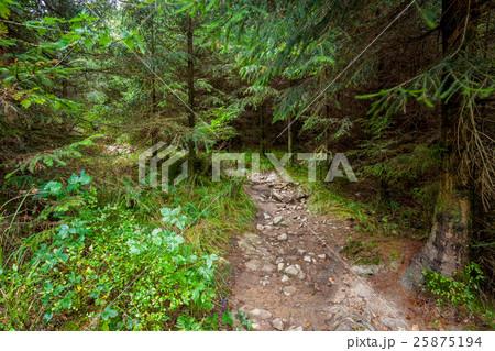 an footpath in the forest 25875194