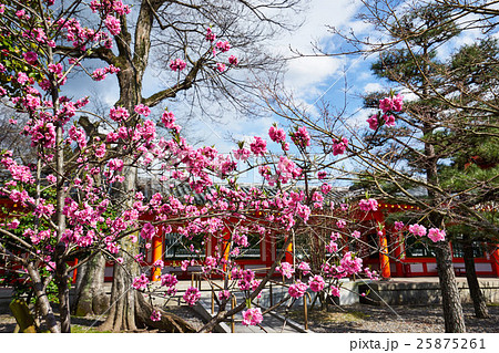 三十三間堂の桜の写真素材