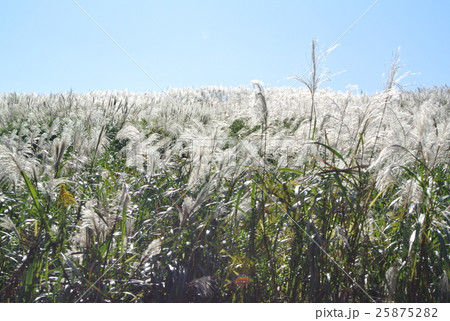 ススキ 25875282